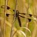 twelve-spotted skimmer dragonfly by rminer