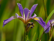 4th Jun 2020 - southern blue flag iris
