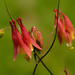 red columbine by rminer