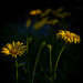 Arnica in the Sunlight by 365karly1