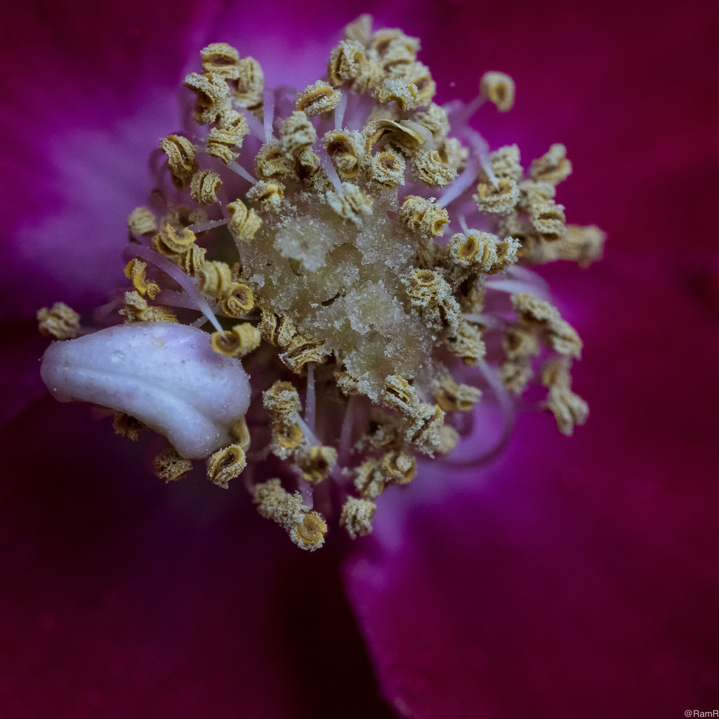 Close look at a Flower by ramr
