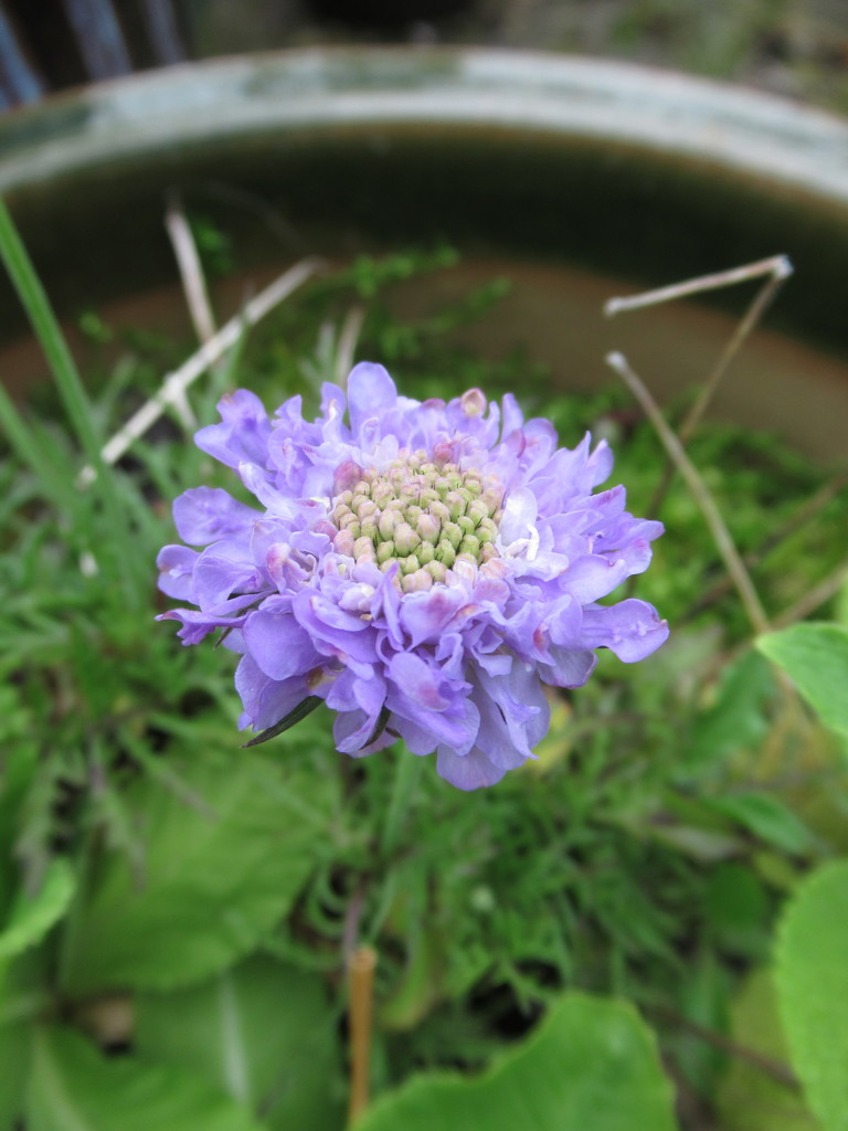 first scabious by anniesue