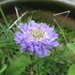first scabious by anniesue