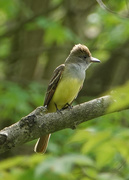 4th Jun 2020 - Great Crested Flycatcher