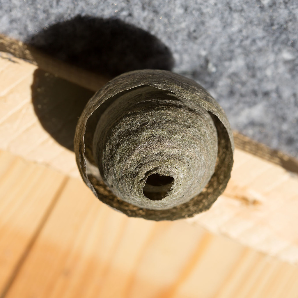 wasp nest  by lastrami_