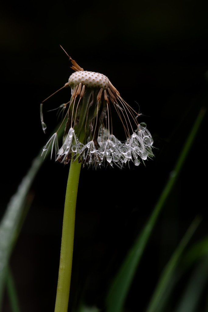 Dandelion and Water Drops by farmreporter