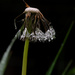 Dandelion and Water Drops by farmreporter