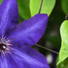 Clematis by lstasel
