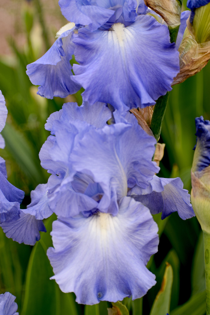 Lavendar Iris by bjywamer