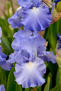 4th Jun 2020 - Lavendar Iris