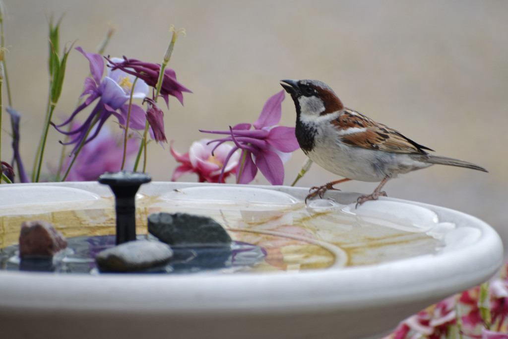 Pausing For Refreshment by bjywamer