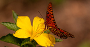 4th Jun 2020 - Gulf Fritillary Butterfly Sipping the Nectar!