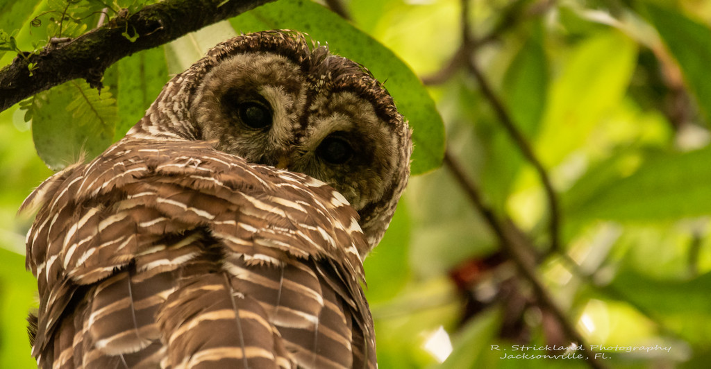 Barred Owl Giving Me the Evil Eye! by rickster549