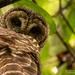 Barred Owl Giving Me the Evil Eye! by rickster549