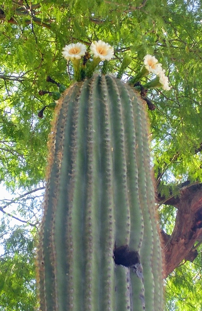 Saguaro Cactus Flowers by harbie