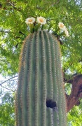 4th Jun 2020 - Saguaro Cactus Flowers
