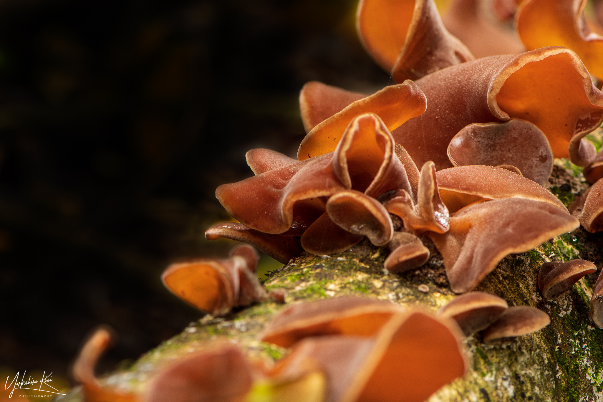 What Is Wood Ear Fungus at Sally Archuleta blog