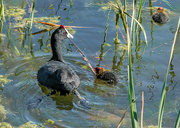 5th Jun 2020 - Red knobbed Coot