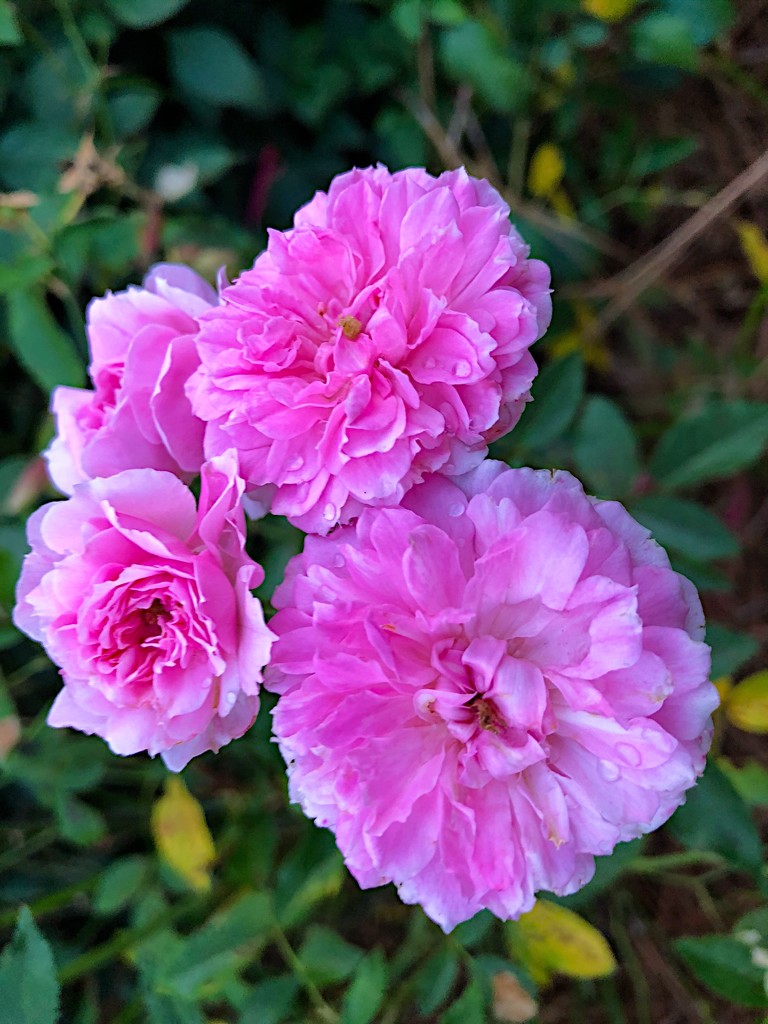 Roses, Hampton Park Gardens by congaree