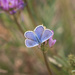 wildflower butterfly by aecasey