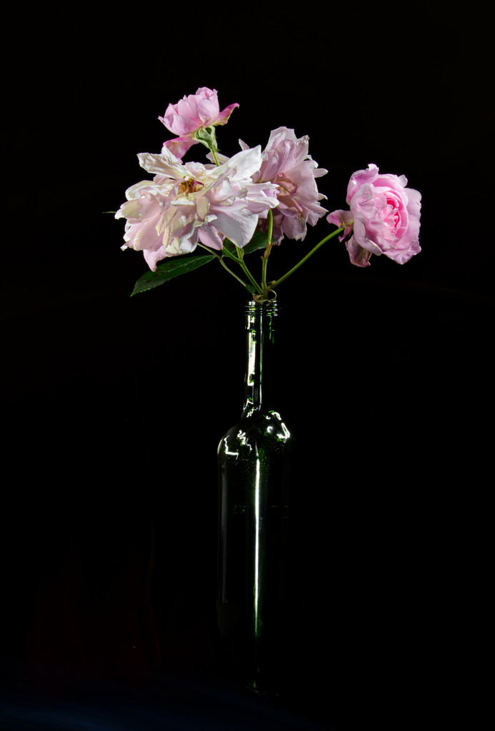 Roses in wine bottle by jon_lip