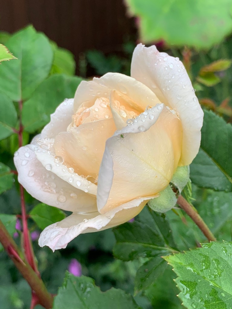 Rainy day rose by 365projectmaxine