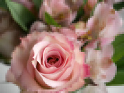 23rd May 2020 - Pink Rose