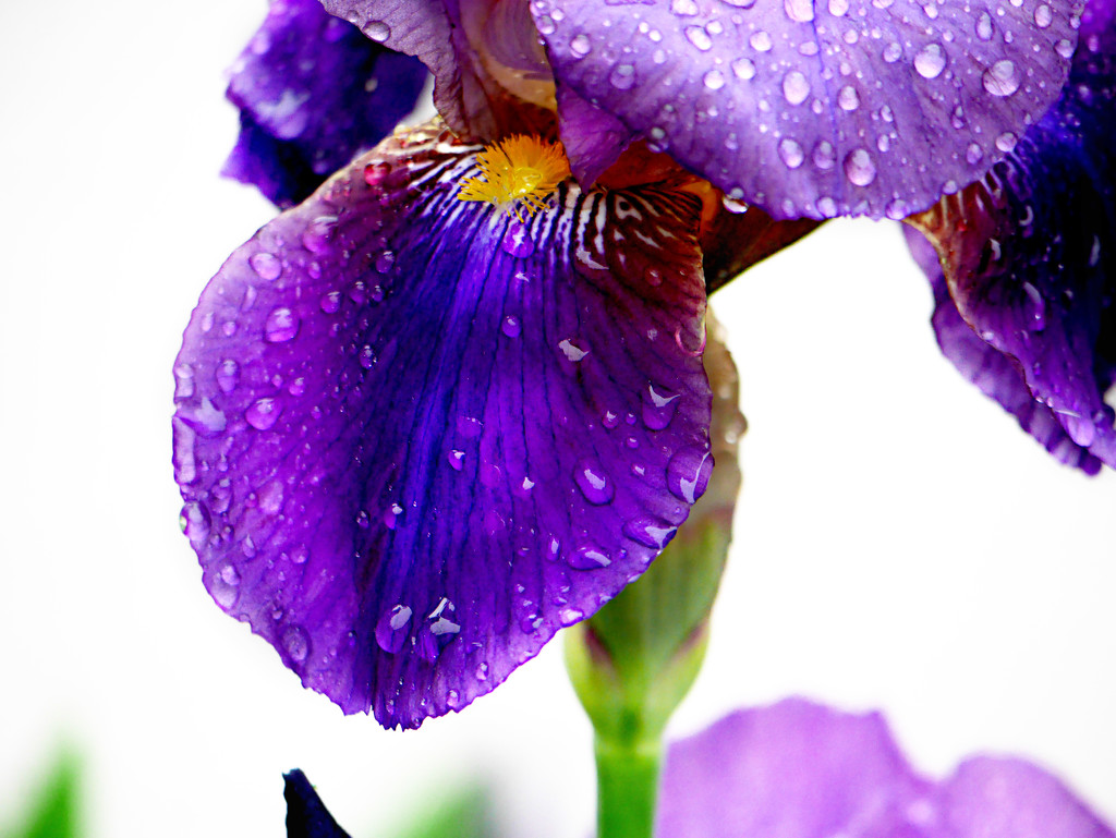 Raindrops on Iris by gq