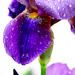 Raindrops on Iris by gq