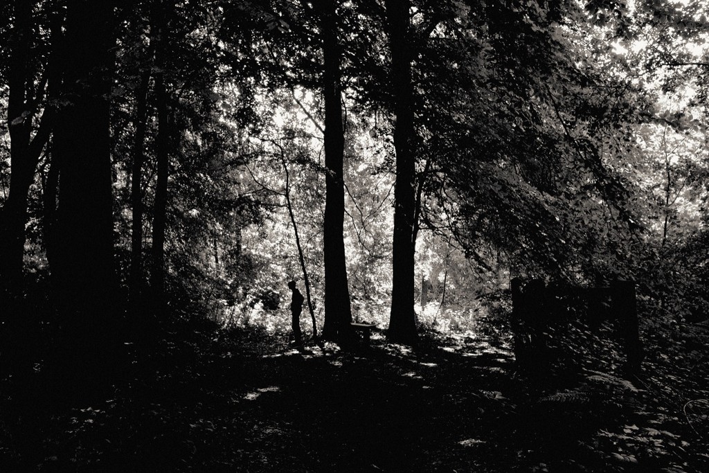 Robin still roams in Sherwood Forest. by allsop