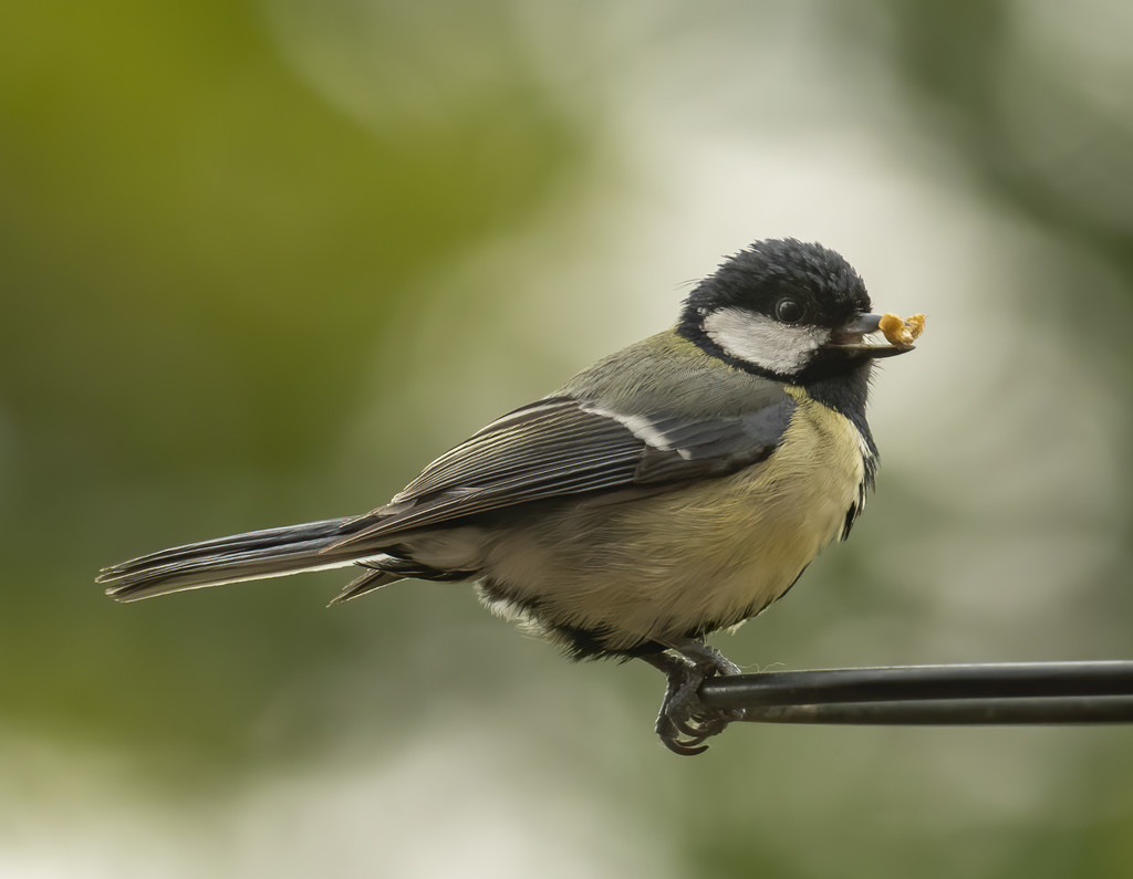 Great Tit with peanut by shepherdmanswife