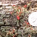 British Soldier Lichen and a Nickel by marlboromaam