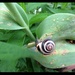 Snail  by bruni