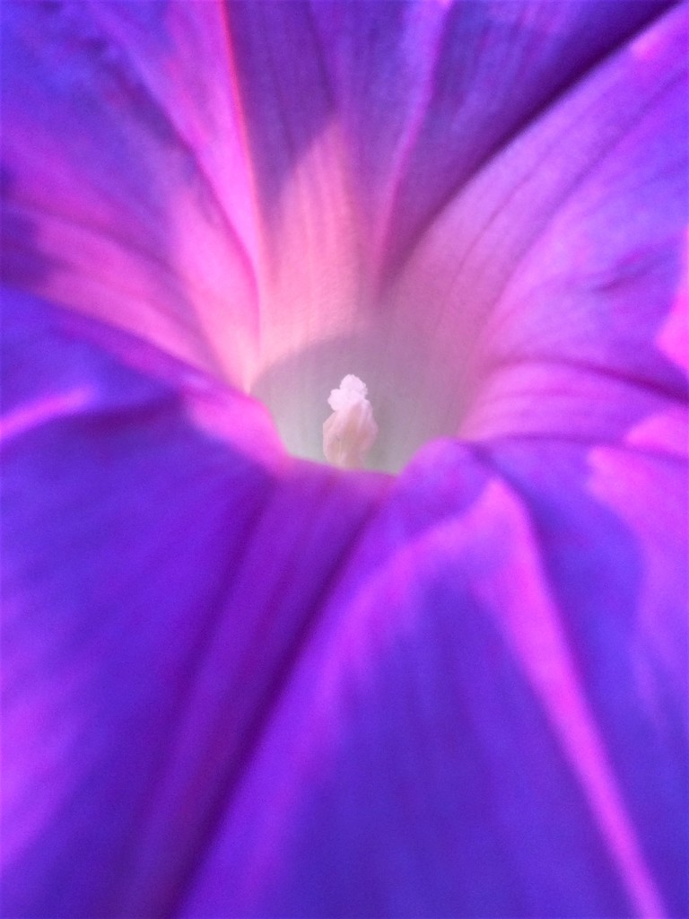 Purple Flower by lmsa