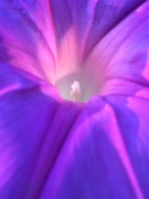5th Jun 2020 - Purple Flower