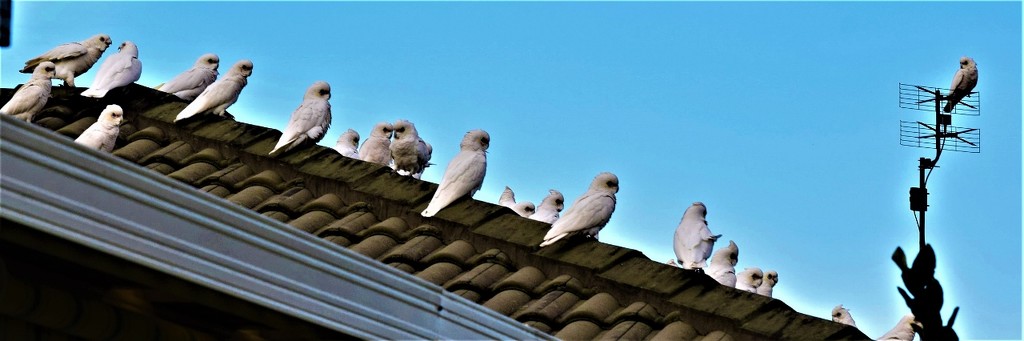 23 Corellas Sitting On The Roof ~  by happysnaps
