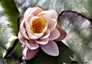 5th Jun 2020 - Water lily 