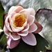 Water lily  by beryl