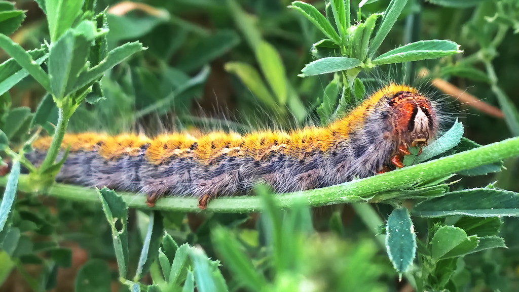Caterpillar by petaqui