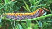 1st Jun 2020 - Caterpillar