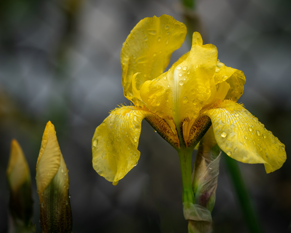 iris full bloom by jernst1779