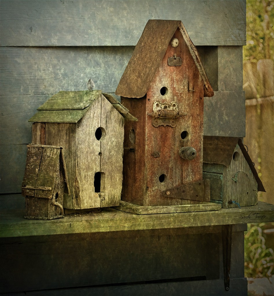 Birdhouses that my Daddy made  by samae