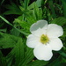 Little White Flower by spanishliz