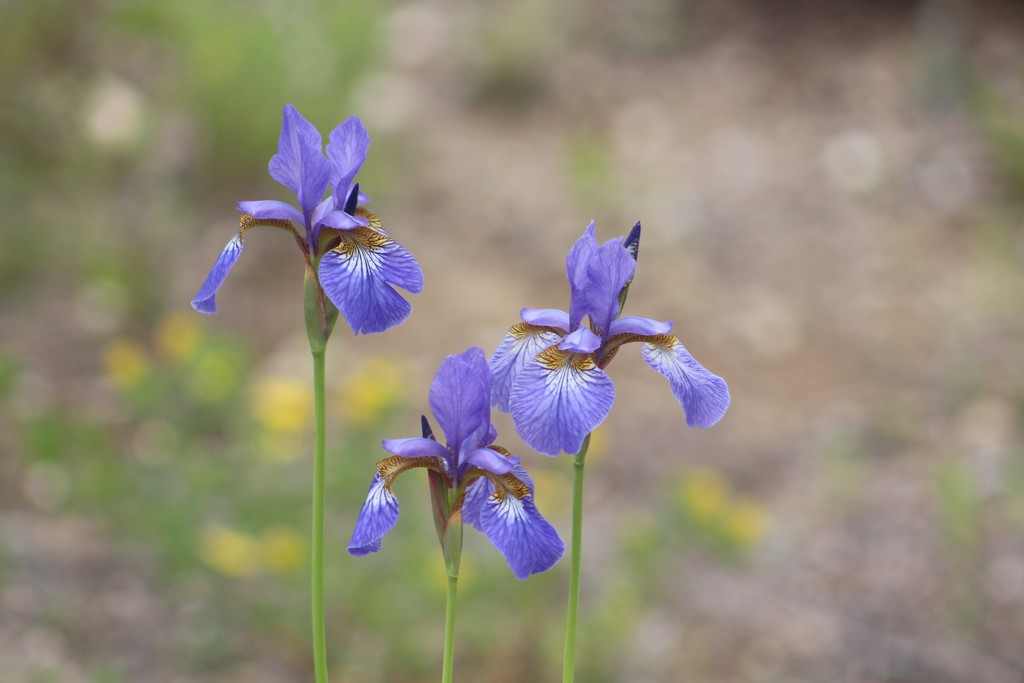 Miniature Irises by paintdipper