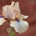 Iris by paintdipper