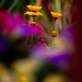 flowers by jackies365