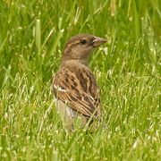 5th Jun 2020 - house sparrow in the grass