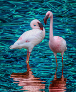 5th Jun 2020 - Flamingo Friday '20 15