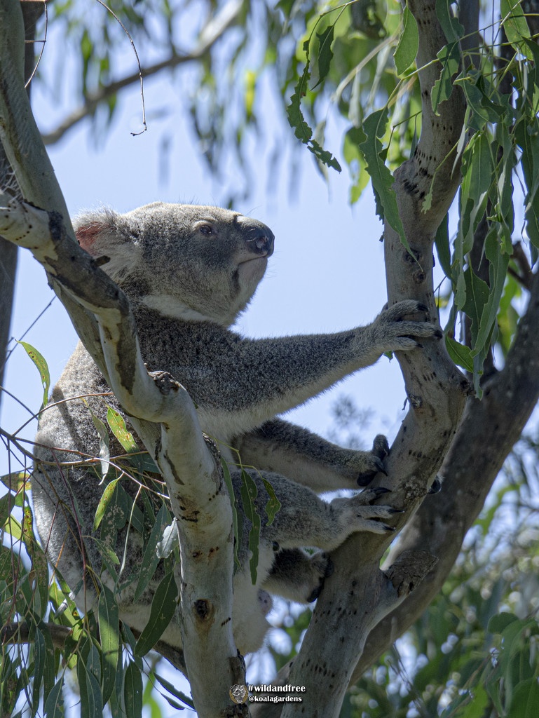 just chillaxing by koalagardens