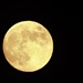 Strawberry Full Moon  by radiogirl